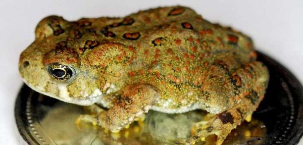 Banner year for toadlets of the American toad