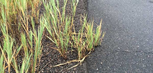 Public engagement campaign launchs to stop the spread of phragmites