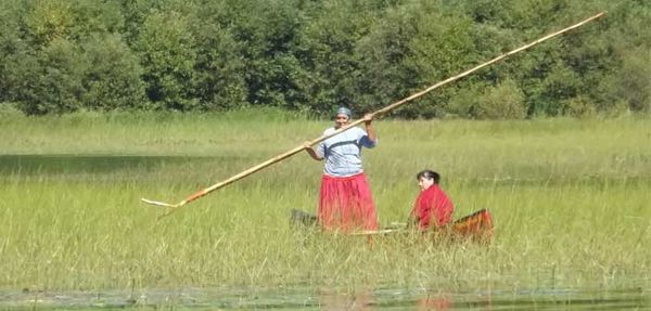 Wiky project seeks to reestablish wild rice beds