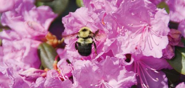 Manitoulin bees dodge Ontario die-off