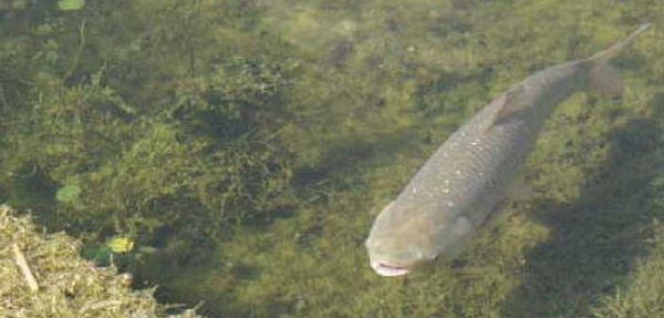 Asian carp bill will give Canadian Border Services the tools they need