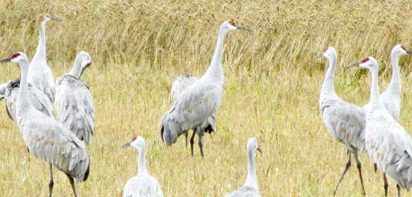 Agriculture group to lobby for open hunting season for sandhill cranes