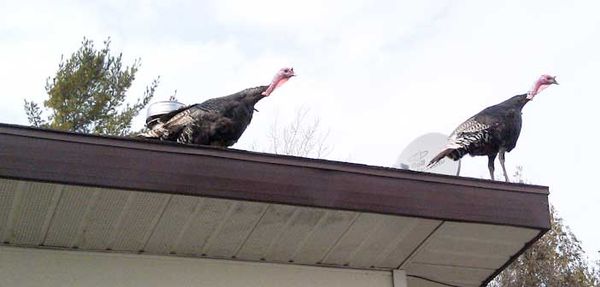 Manitoulin turkeys have enjoyed a long and tasty history