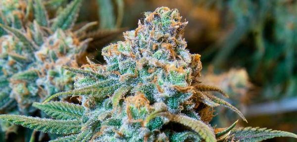 Ontario Releases Safe and Sensible Framework To Manage Federal Legalization of Cannabis