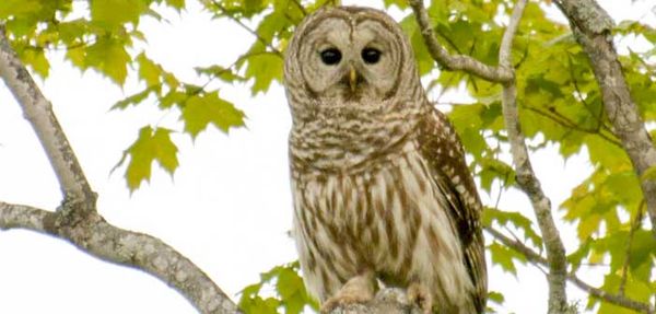 Record high owl counts in spring 2014 survey on Manitoulin Island