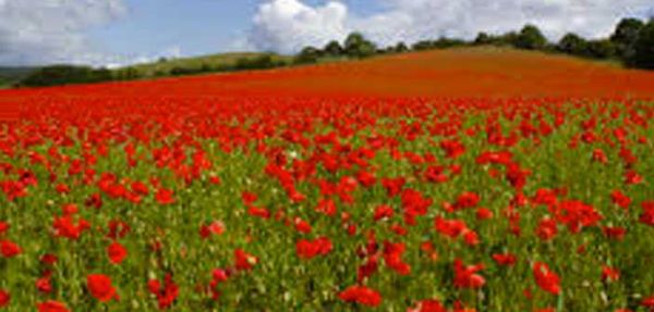 Old Mill Remembrance Week exhibit biggest yet