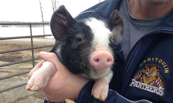 At two year mark, Island abattoir is thriving