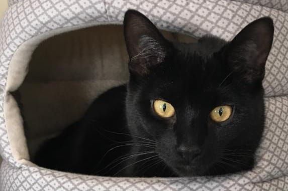 Amber is looking for her forever home
