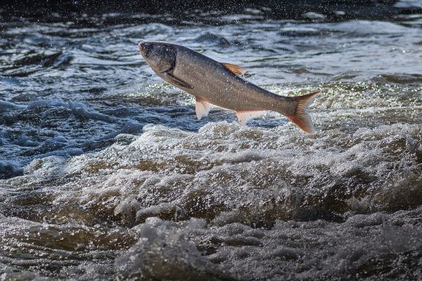 Progress on invasive carp barrier stalled by Illinois