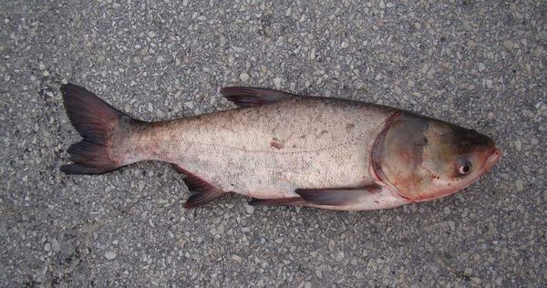 Ontario joins as member of new Great Lakes partnership to block Asian carp
