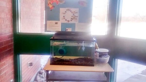 Assiginack Public School students raising brook trout eggs