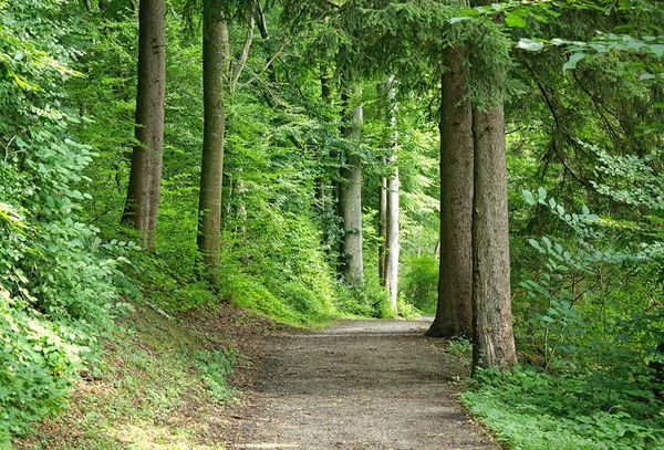 Central council plans to set aside funds for trails