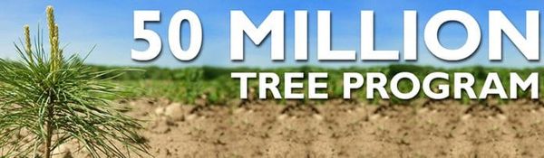 Looking to plant trees? Funding and planting help is delivered
