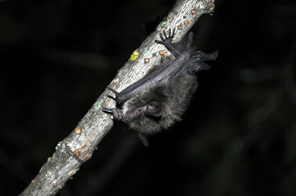 Province encouraging Ontarians to steer clear of hibernation habitats