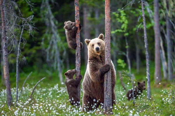Caution advised as black bears emerge early from their hibernation