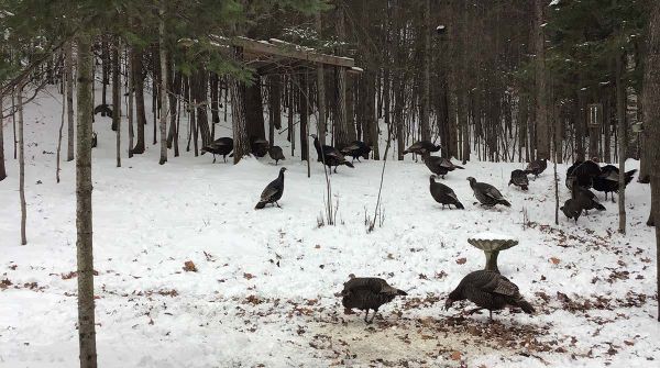 Billings seeks MNRF minister’s help to solve wild turkey issue