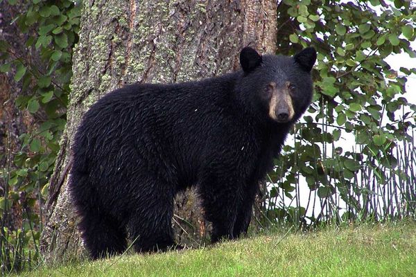 Nature Club learns about all things bear