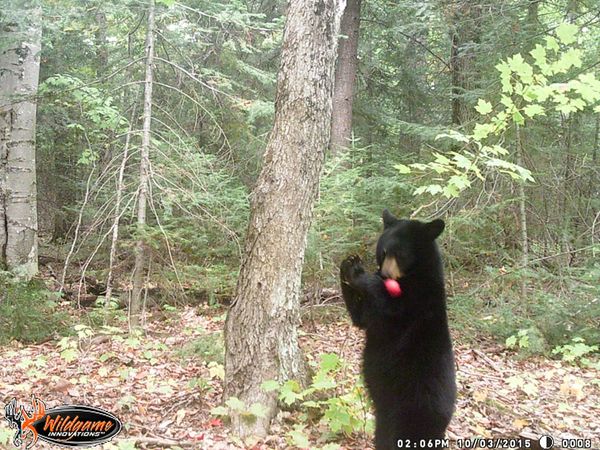 Spring bear hunt returns