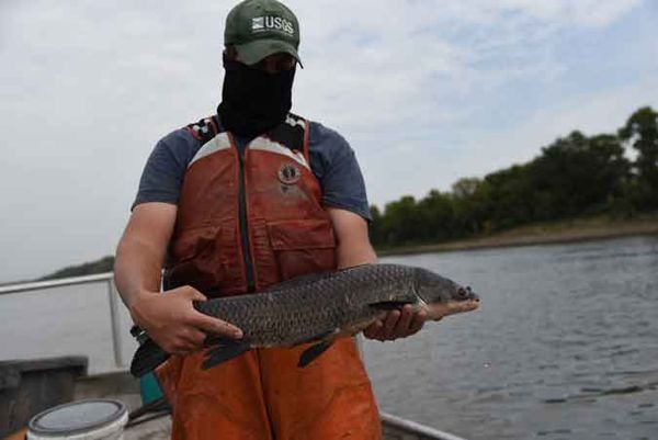 Invasive black carp getting closer to Great Lakes