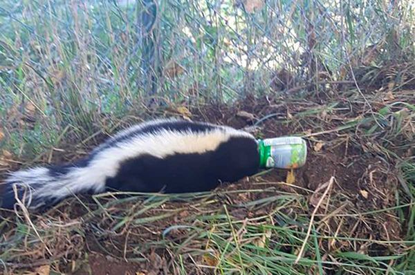 LCPS students help a skunk in peril