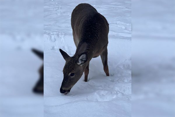 A community unites for deer with plastic ‘necklace’
