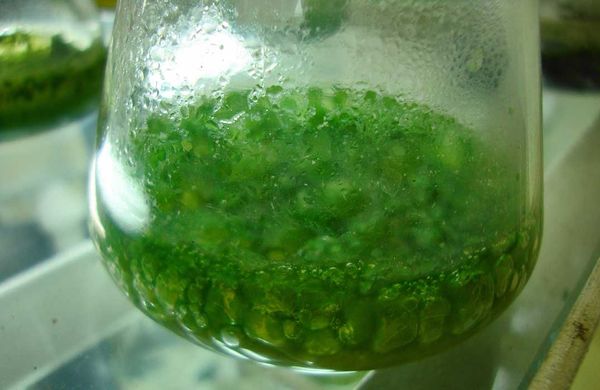 Blue-green algal bloom reported in Lake Kagawong