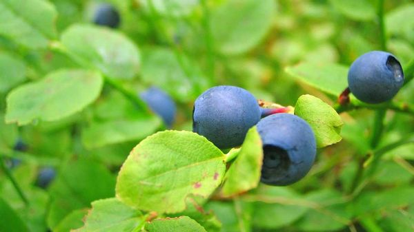 Bears looking for alternative food due to berry shortage