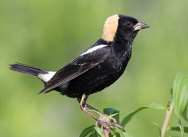 Farmers get good news concerning Endangered Species Act legislation