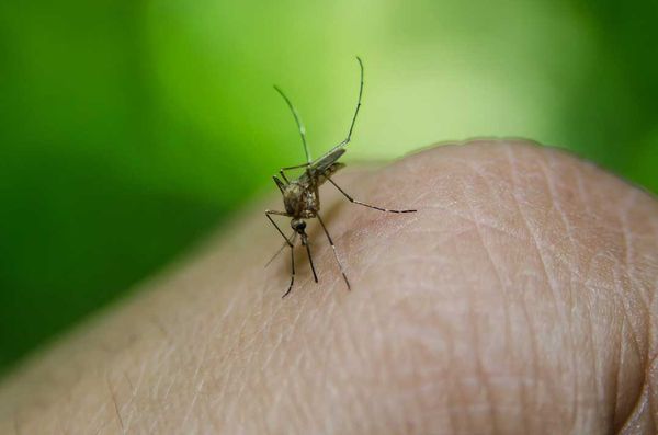 Protection still needed against West Nile virus, health unit