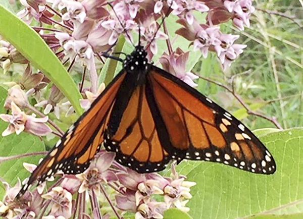 Monarchs celebrated at Batman’s Bugfest