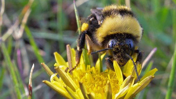 No green thumb? Don’t fret, the buzz is you can still help the bees