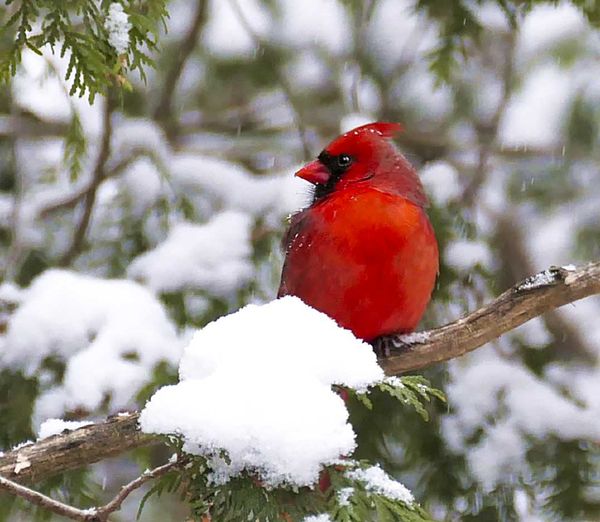 Mindemoya Christmas Bird Count marks almost 3,000 birds