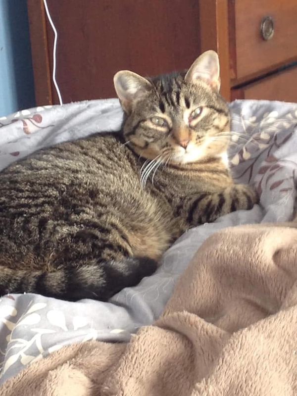 Catherine is available for adoption