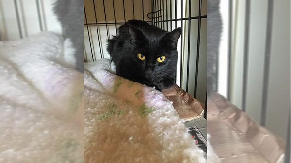 Overwhelmed pet rescues say pets not ideal Christmas gifts