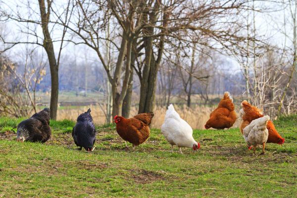 Billings council to review bylaw for chickens being kept in areas of township