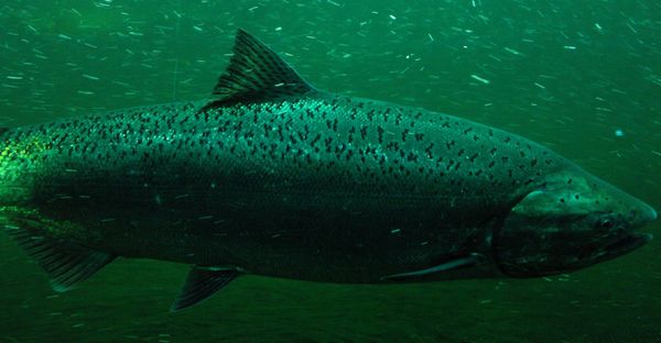 Gore Bay fish hatchery completes successful season