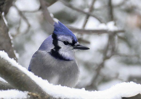 Annual Mindemoya Christmas bird count reports average tally