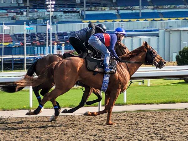 Racehorse Clive Cross, who is owned by two Manitoulin Island men made his racing debut in May. In photo, Clive in foreground,