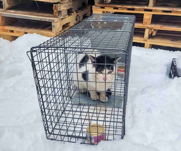 Fundraising gala being held for Manitoulin Pet Rescue February 11