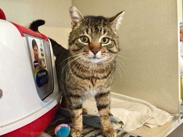 Up For Adoption – Connell