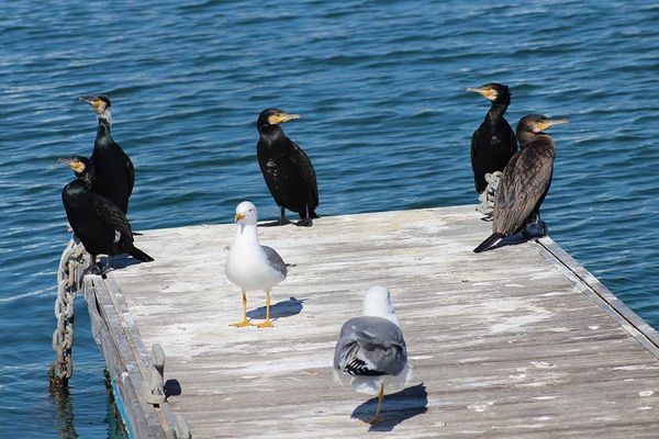 Grand Council Chief in  favour of cormorant cull