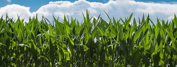 Ontario to begin restricting neonicotinoid-coated corn and soybeans this July 1