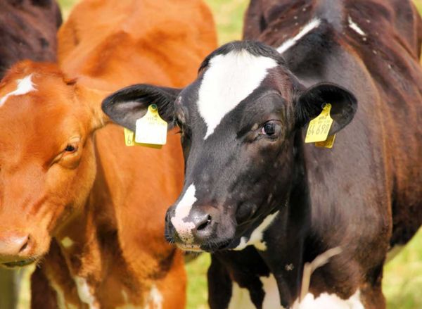 Ontario beefing up support for cattle farmers through loans, export marketing