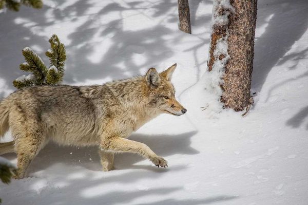 Manitoulin not included in wolves/coyotes no hunting and trapping proposal, for now