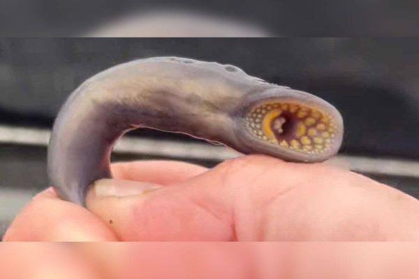 Sea lamprey controls back to normal post-COVID