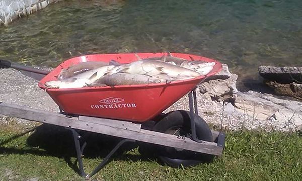 Environmental stress confirmed in Island lakes fish die-off issue