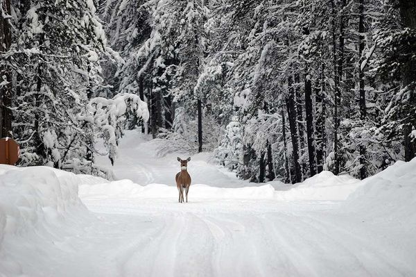 Trail breaking to allow deer access to food sources encouraged