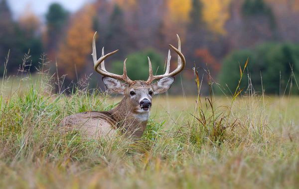 Gun deer hunt starts Monday