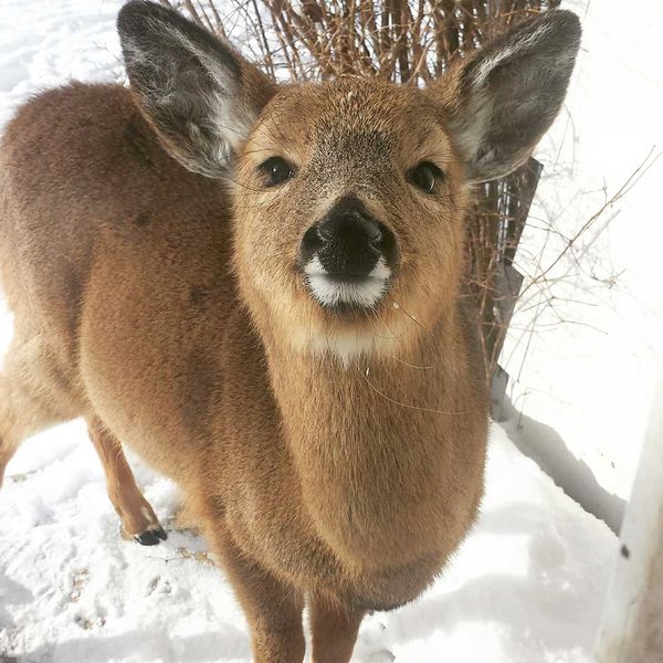 Great response shown by Island residents to helping save deer