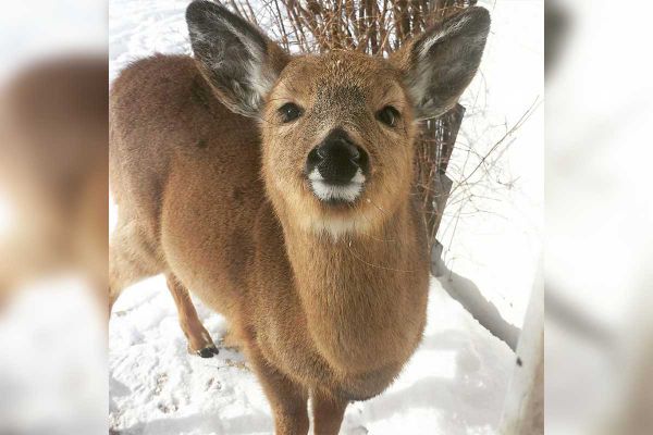 Time is ‘critical’ for survival of fawns, older deer due to increase of snow, ice
